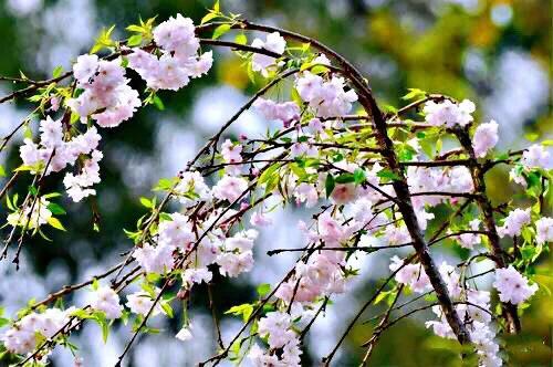 樱花是什么颜色，樱花有哪些品种和颜色（早樱、晚樱、垂枝樱、云南樱简介）