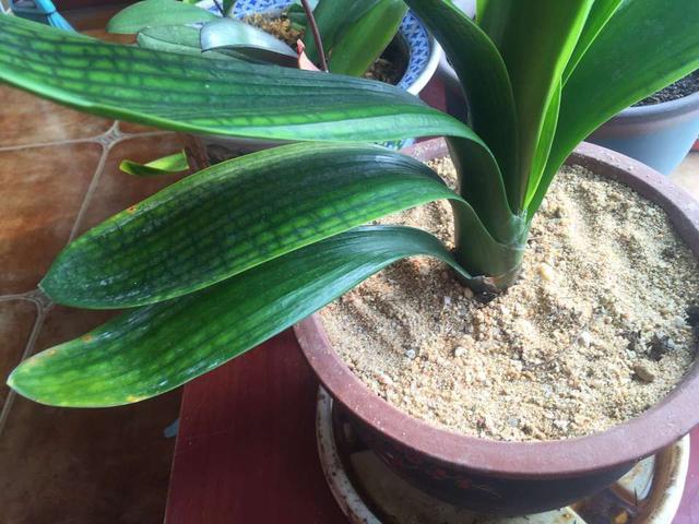 家里有小飞虫怎么消灭，家里有好多小飞虫怎么消灭的小妙招（5个“笨方法”）