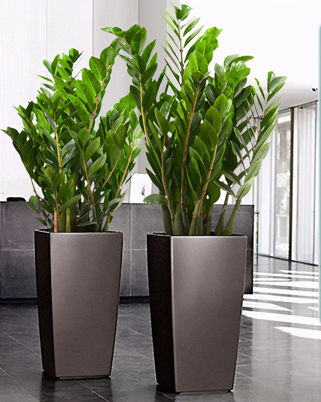 杜鹃花有毒吗，十种招鬼的花（建议别被美丽蒙蔽了）