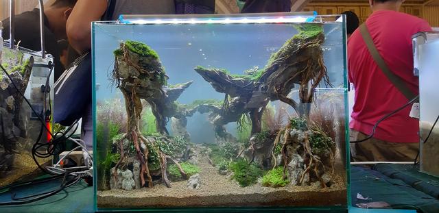 水草造景教程，简单水草造景图片（鱼缸造景比赛作品欣赏）