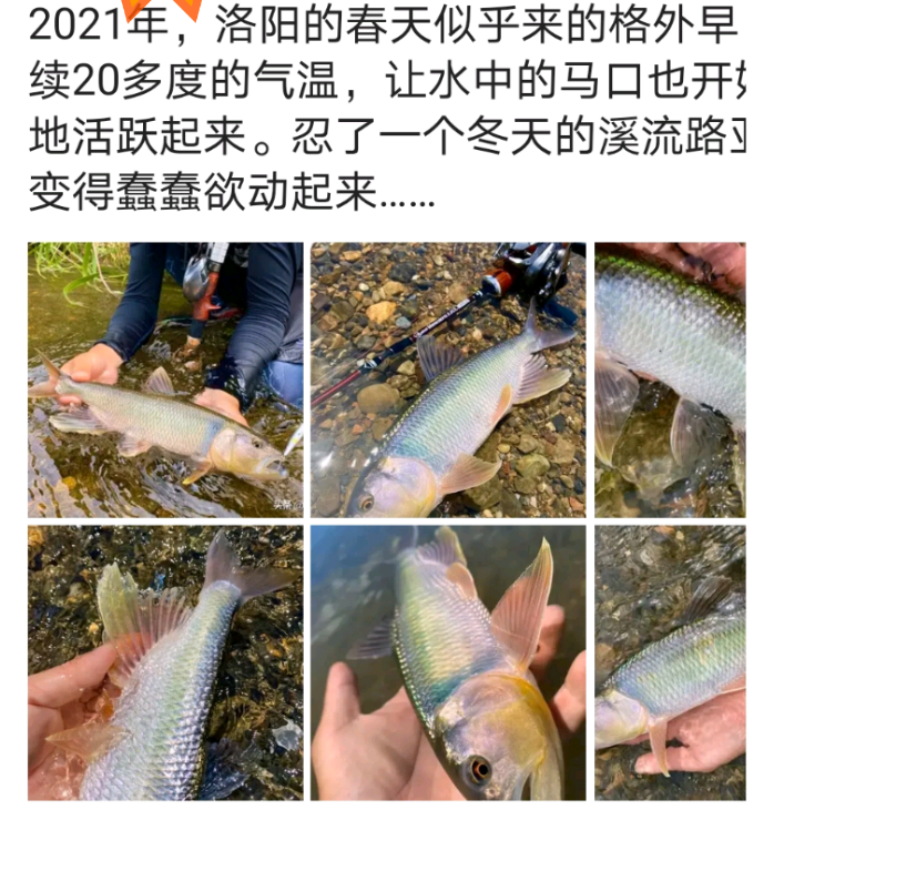 罕见巨型马口鱼现身，体长竟达半米，刷新人们对这一小型鱼类的认知极限。