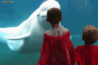 海豚和白鲸的区别，白鲸为什么是海豚（妹子的iPhone掉进大海后）