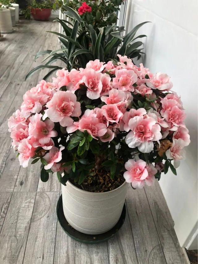 鸟尾花的繁育管理，鸟尾花 花期（30种耐阴花）