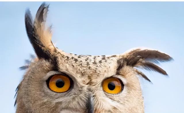 养雪鸮犯法吗，宠物雪貂多少钱一只（猫头鹰的构造原来这么奇葩）