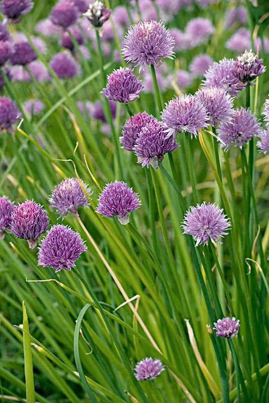 葱烧海参三种家常做法分享，葱烧海参的做法最正宗的做法（国家葱油地理：葱油）