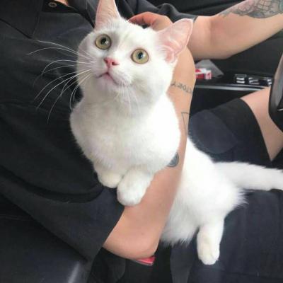 猫咪微信头像,猫咪头像(高冷动物微信头像高清可爱小猫咪) 猫咪微信头像,猫咪头像(高冷动物微信头像高清可爱小猫咪)