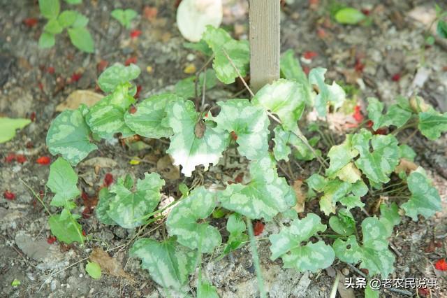 驱蛇最厉害的植物，听说二十蛇怕凤仙花（农家院子种上这4种东西）