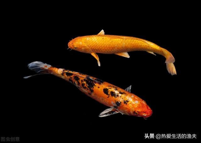 锦鲤几天喂一次食最好，养鱼27条寓意（锦鲤刚到家不吃食怎么办）