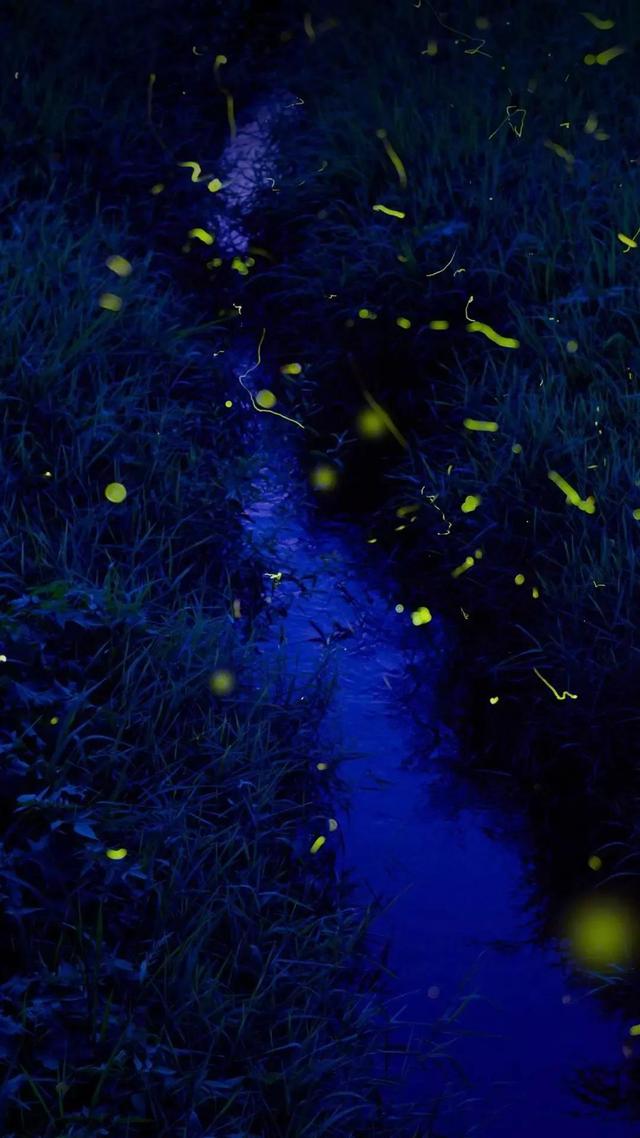 壁纸   人望山，鱼窥荷，人望山鱼窥荷鱼有骨人无心暗示什么（理想主义的少年永远不会被现实招安图片）