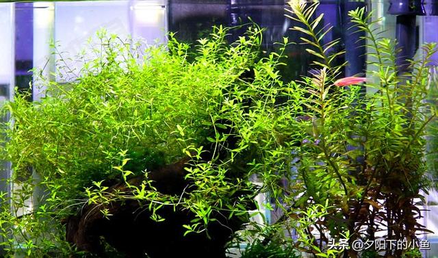 刚毛藻怎么除，刚毛藻如何去除（7种藻和去除方法）