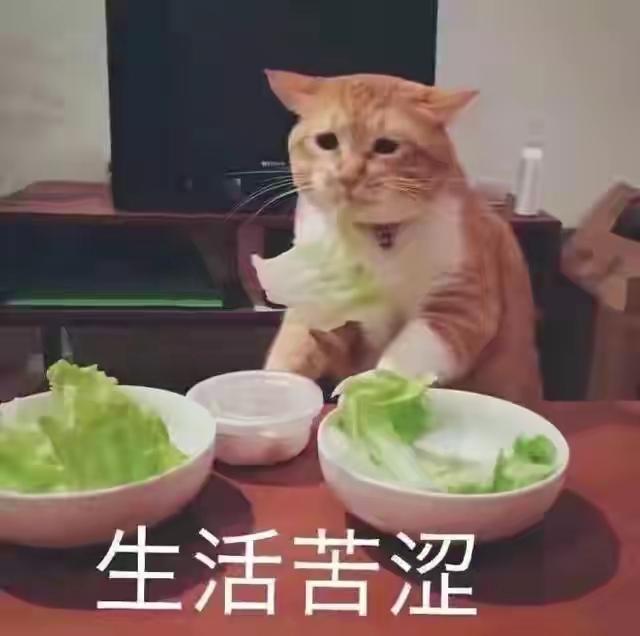 表情包很火的那只猫，最近很火的猫猫表情包（小猫咪可爱表情包）