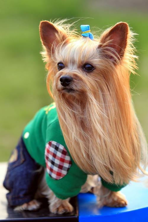 大家养多多有哪些优势(盘点约克夏的七个优缺点)