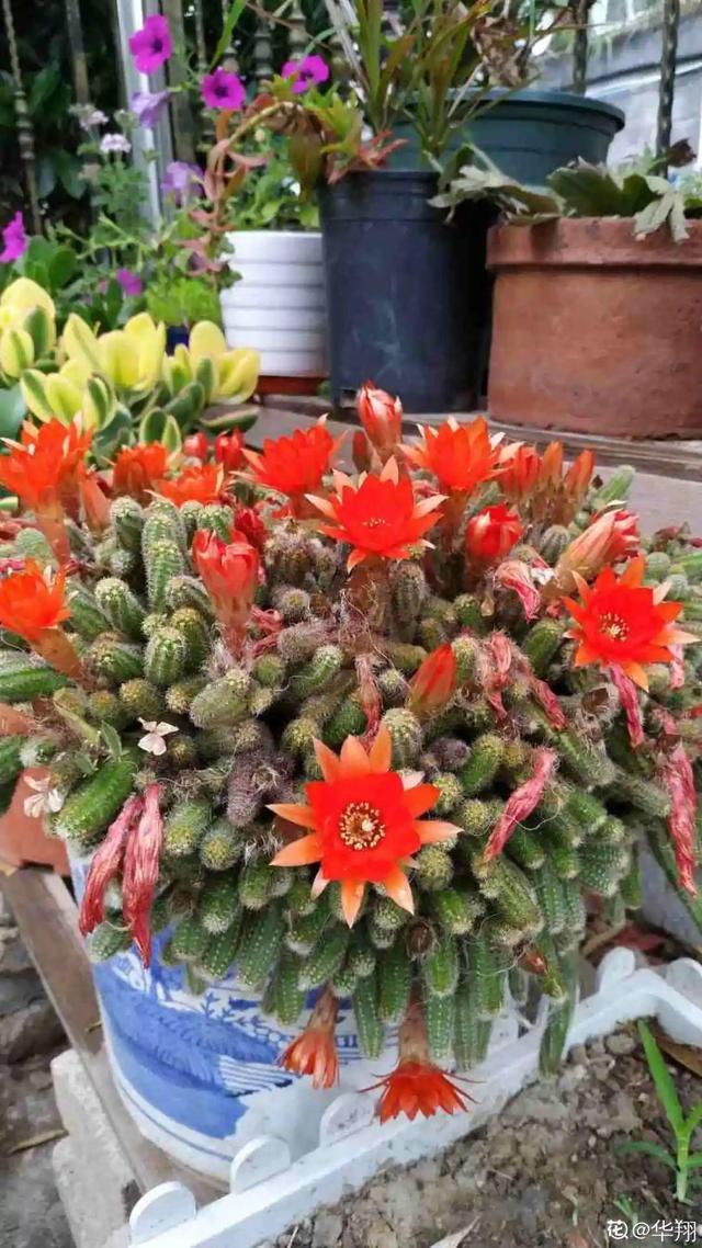 30种适合懒人养的花夏季，蹭蹭疯长、爆盆