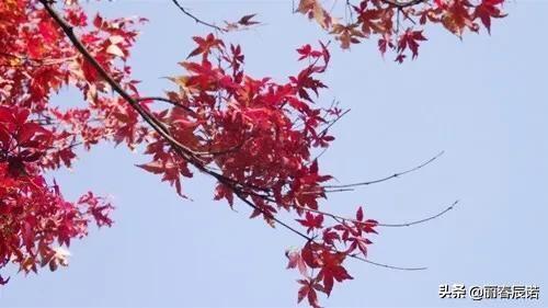 如隔三秋上一句,如隔三秋上一句成语是什么(藏头打油小诗/一日不见如隔三秋) 如隔三秋上一句,如隔三秋上一句成语是什么(藏头打油小诗/一日不见如隔三秋)