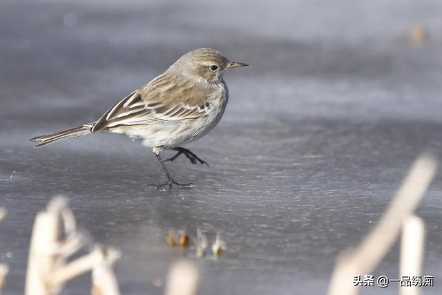 一个东一个鸟怎么读，一个东一个鸟怎么念（见过好多鸟名生僻字）
