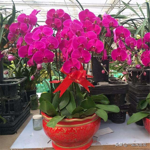 蝴蝶兰开完花后怎么处理方法，蝴蝶兰开花后怎么处理（年年都能绽放群兰）