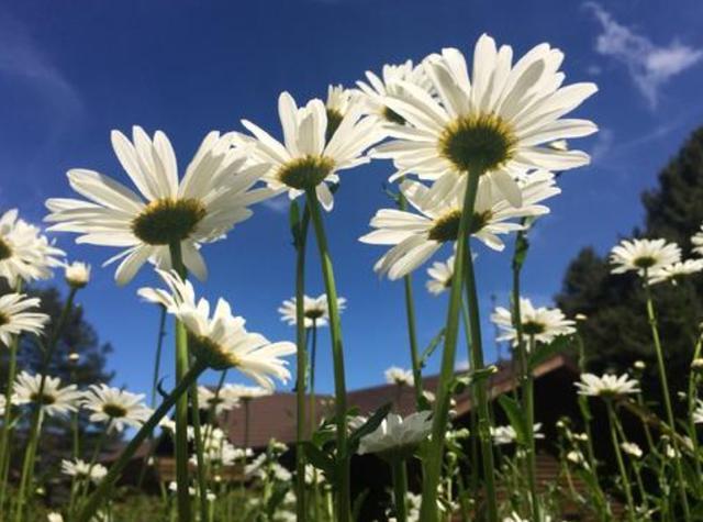 天堂鸟花语，天堂鸟花图片（你知道大自然中这些花的花语吗）