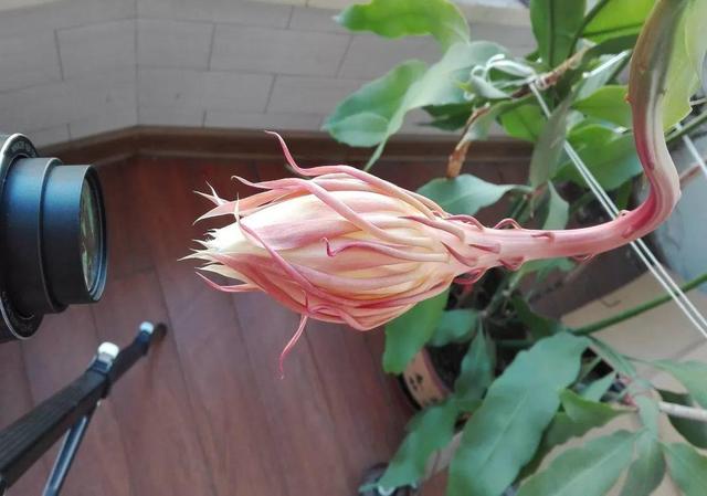 荷花的外貌特征，荷花的外貌特征怎么写（这花平时丑的没人看）