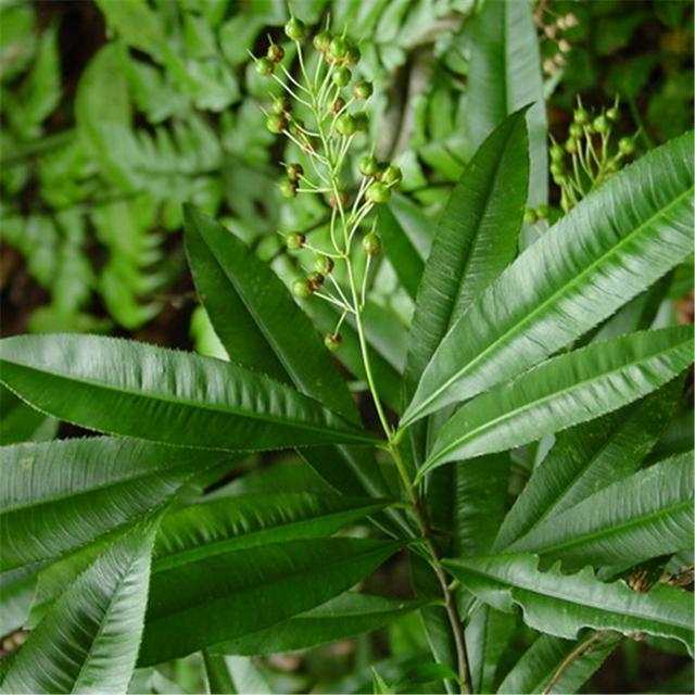 国家一级保护植物的名单，国家一级保护植物简介（植物世界丨国家一级重点保护野生植物名录）