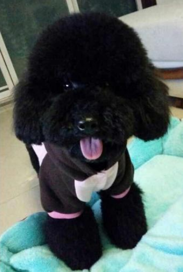 黑色贵宾犬(黑色贵宾犬图片欣赏)