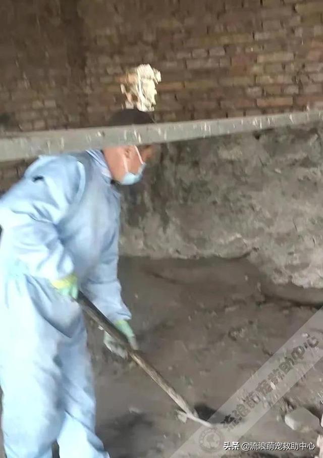 困28是什么，困28是什么意思（失明狗狗被小孩扔进水井）