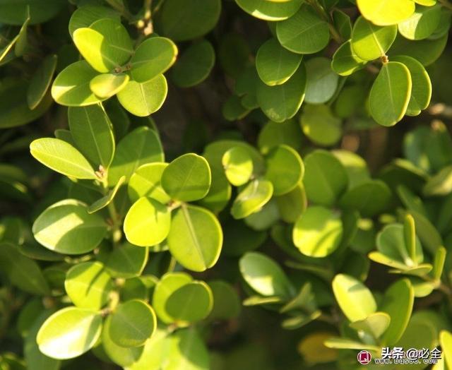 常见的常绿树和落叶树有哪些，南北方小区绿化常用苗木有哪些