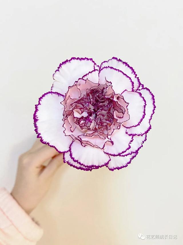 康乃馨花语，康乃馨花语22朵代表什么（却要叫蓝精灵的康乃馨~vol.3）