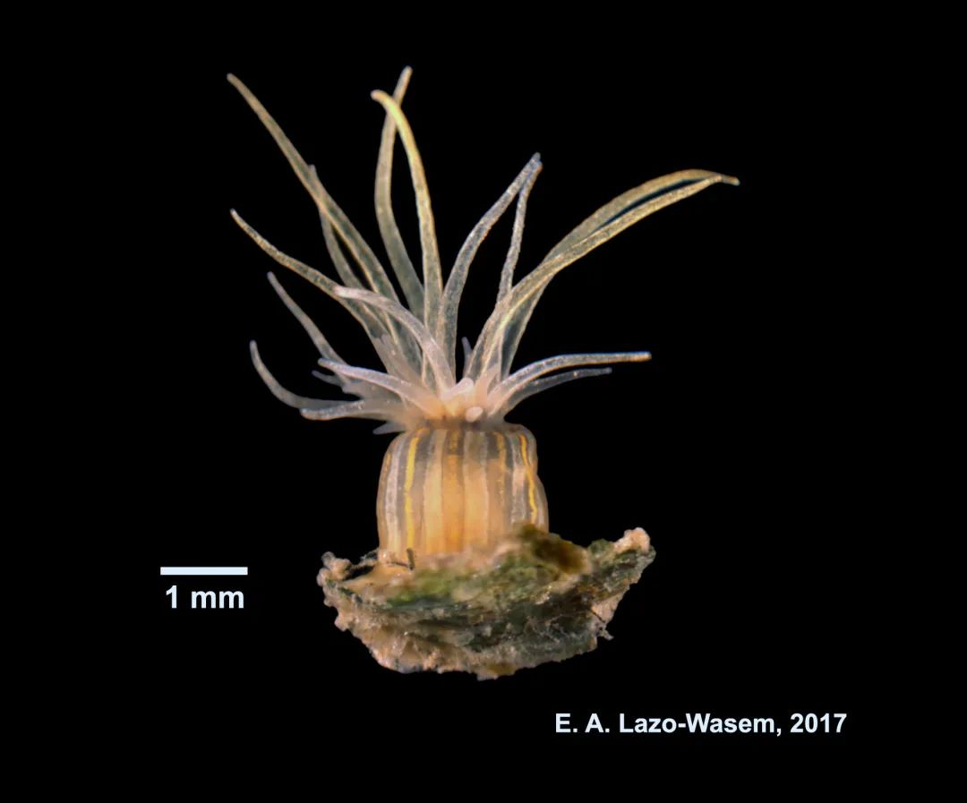 惊吓大王之二:海蟑螂