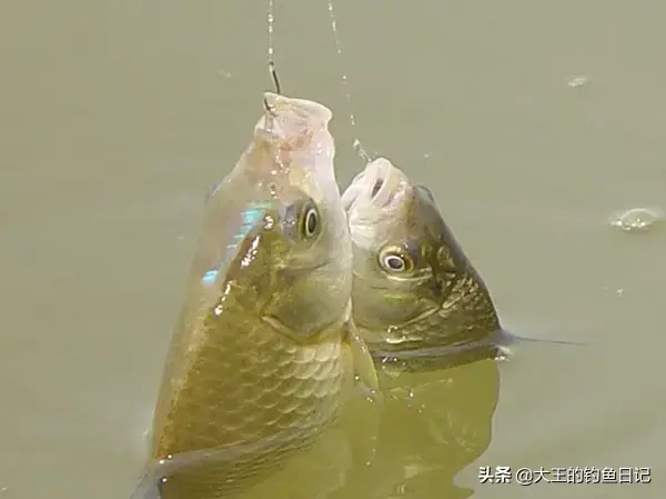 仲春是什么意思，仲夏仲春是什么意思（仲春野钓鲫鱼：深度分析）