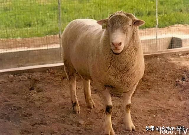 大同特产，世界上最好的羊，看看都在哪（大同特产有什么可以送礼的）