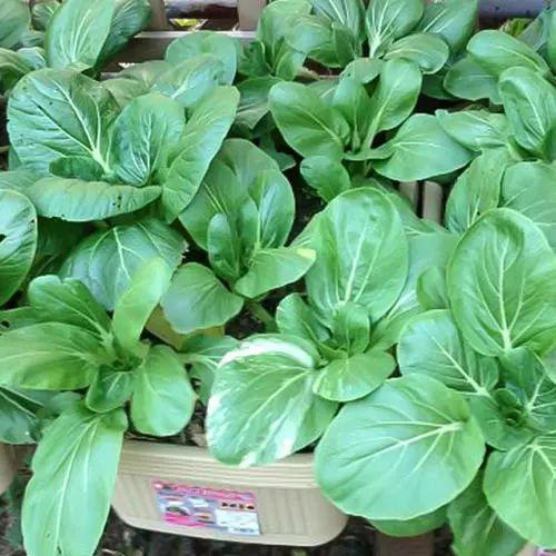 烧烤蔬菜有哪些，50款烧烤素菜菜单（7种“大叶菜”）