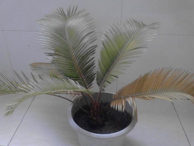 铁树叶子发黄怎么办啊，铁树叶子发黄怎么处理（变绿的方法现在教给你）