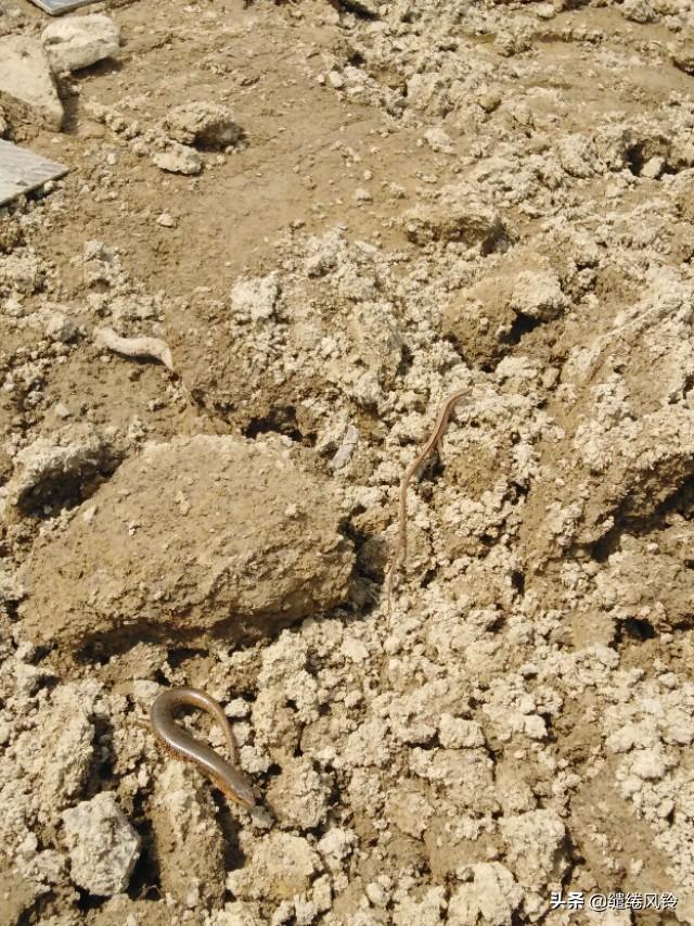 中华石龙子有毒吗，中华石子龙蛇有毒吗（邂逅两条可爱的四脚蛇）