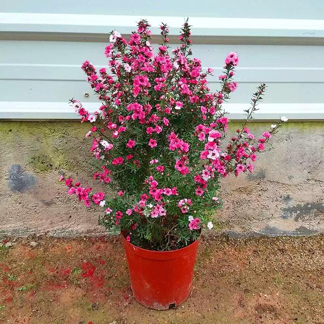 春天的植物有哪些，春天常见的植物（“24种”适合冬天种植的花草）