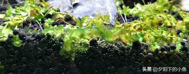 刚毛藻怎么除，刚毛藻如何去除（7种藻和去除方法）