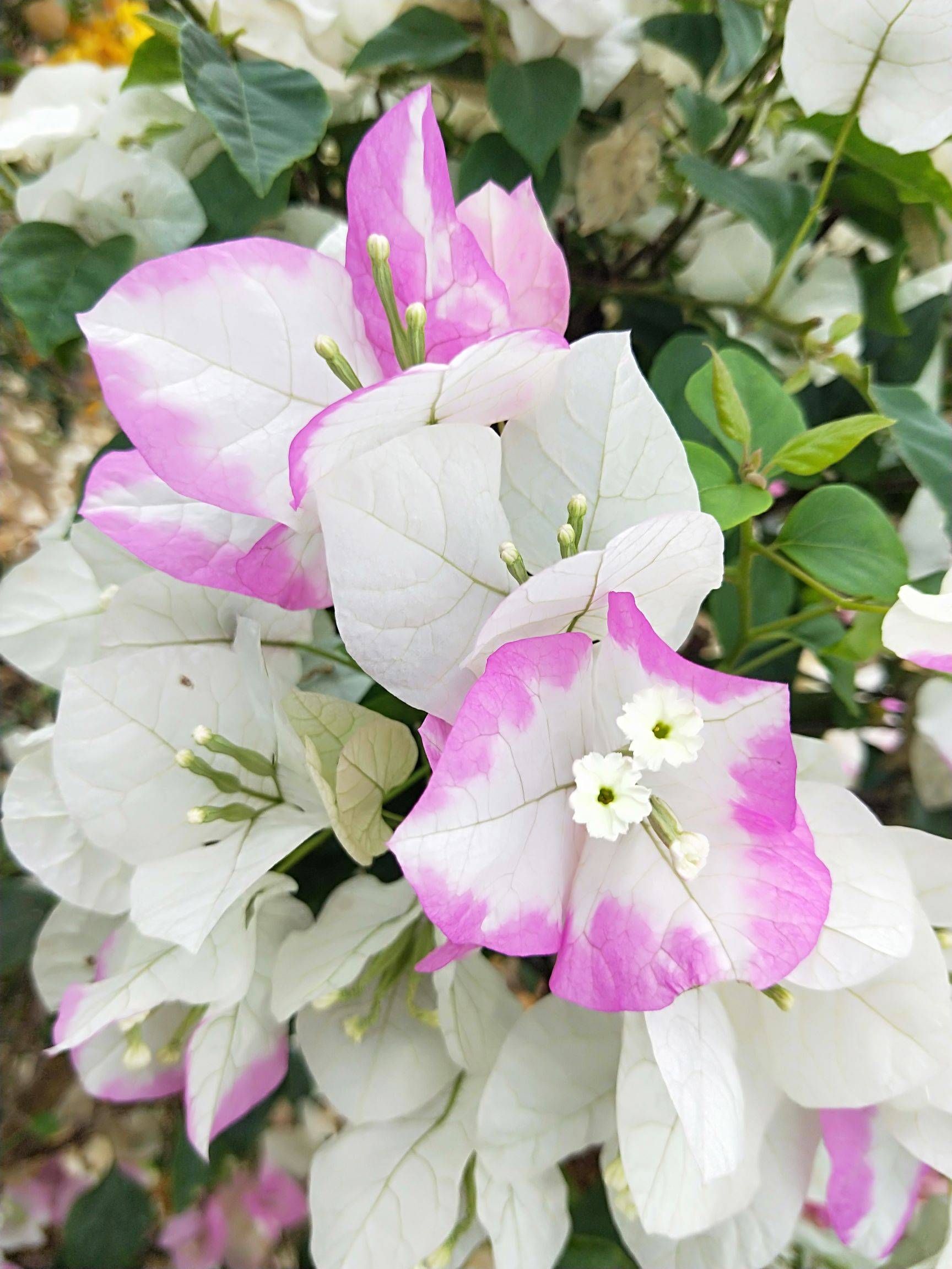 三角梅口红是勤花品种,开花能力非常不错.