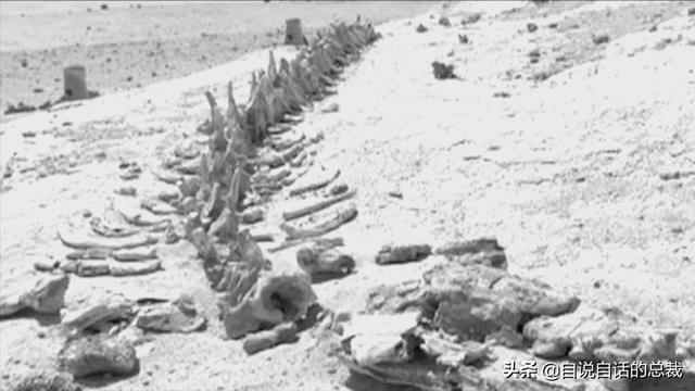 十大怪异鲨鱼，10000米长的蜈蚣（背后隐藏着一个人类起源的故事）