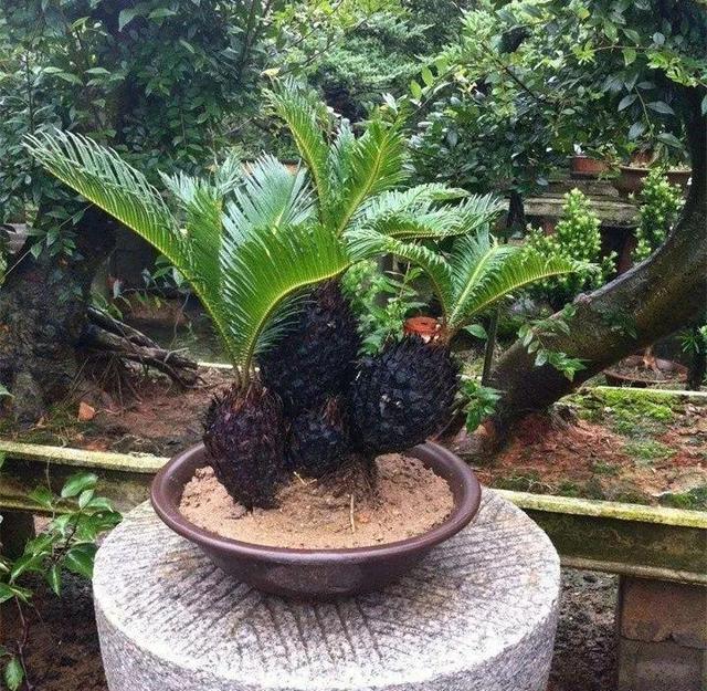 SuSu:一起种草莓来吗，微信头像，SuSu:一起种草莓来吗?【杂图】（花芽蹭蹭长满盆）