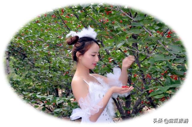 阴阳师樱桃妖位置分布，阴阳师樱桃妖在哪打好（新乡这个地方的樱桃可以采摘了）