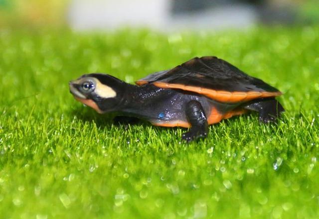 家里养乌龟有什么好处呢，家里养乌龟有啥好处（为什么会爱上养龟）