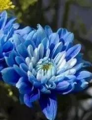 蓝色的菊花
