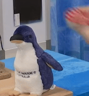 penguin是什么意思，penguin是什么意思英语（蓝色的企鹅，终于能拍彩照了）