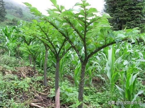 中国大的魔芋产地，魔芋产地陕西（四年才开一次花的魔芋）