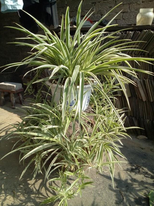 青叶吊兰的养殖方法和注意事项，青叶吊兰什么时候栽培呢（吊兰经常开花的几个技巧）