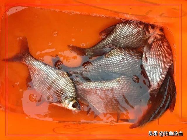 此时正是钓鳊鱼的黄金时节,从早8点至下午6点为宜,也可夜钓