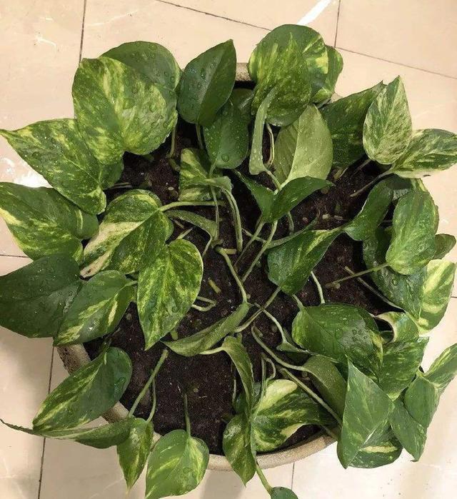 怎么样让绿萝长得茂盛，怎么样让绿萝长得茂盛呢（让绿萝常年油绿有“3招”）