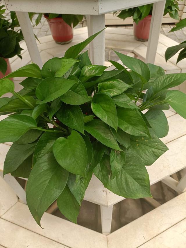 花卉图片及名称大全，常见绿植花卉及名称大全（100种常见花图鉴）