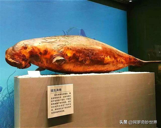 美人鱼真实存在吗，美人鱼真的存在吗（两个科学家的发现也许是对的）