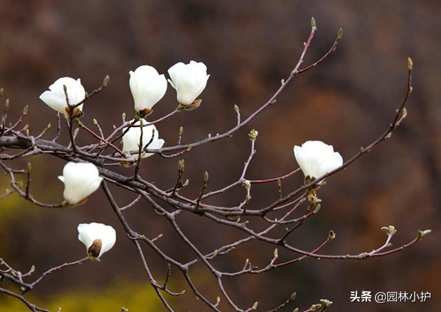 白玉兰花语，庭院树，最美不过白玉兰（白玉兰花语诗句）