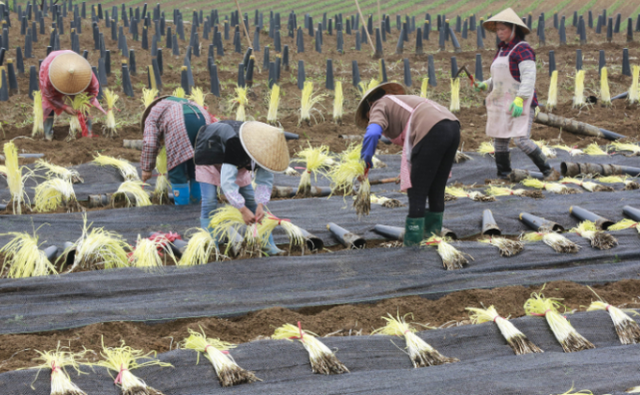 韭黄是什么东西，韭黄到底是什么（被誉为“菜中黄金”）